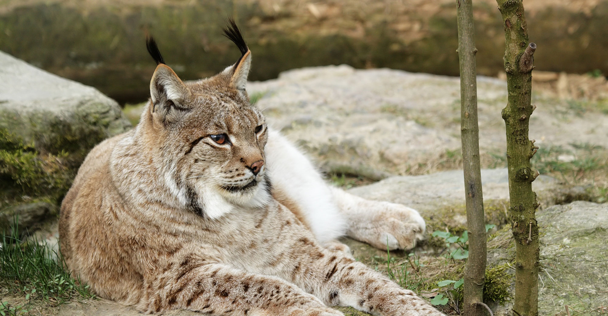 Luchs im Nationalpark Bayerischer Wald